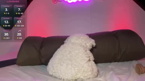  MARY BUNNY  online show from October 30, 9:00 am