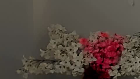 Snapshot of callmekatesmit chatting on December 2, 11:16 pm kate online show from December 2, 11:16 pm