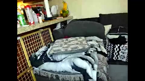 Sofie online show from April 13, 8:15 am