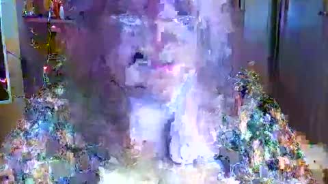 Snapshot of elenazed chatting on January 27, 7:13 pm ElenaZed online show from January 27, 7:13 pm