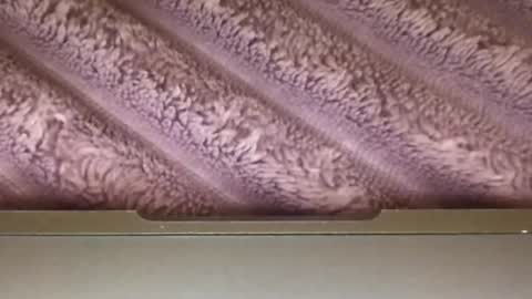 eliterd online show from December 20, 6:28 am