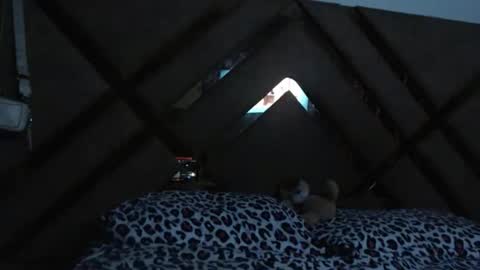 eyshaexotii online show from March 18, 12:15 am