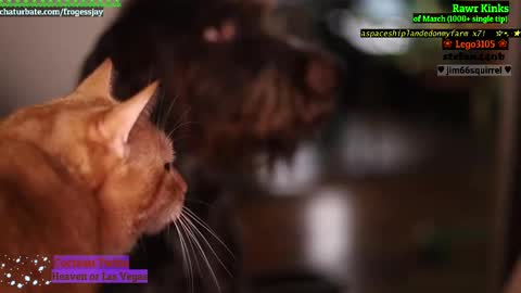   Jaywise Frogfoot  online show from March 12, 8:31 pm