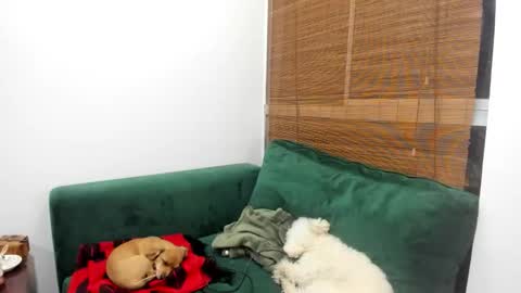 andy online show from February 4, 3:09 am