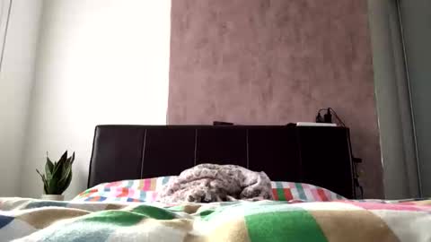 Hayle online show from October 22, 8:30 am