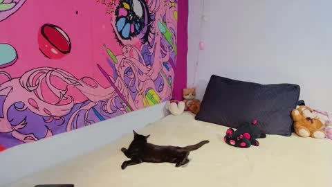 Kitty Zen online show from December 21, 5:06 pm