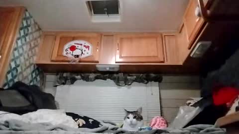 littleleo96 online show from December 3, 7:22 am