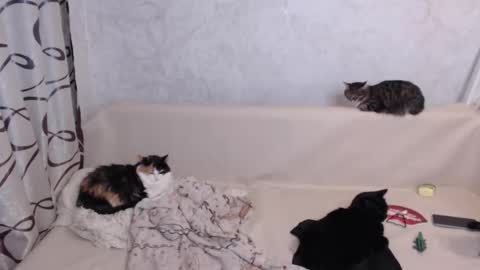 Olivia online show from October 24, 3:24 am