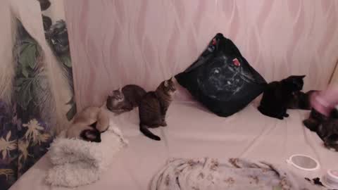 Olivia online show from February 24, 10:36 pm