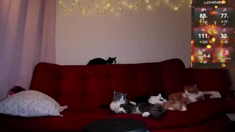 diana fansly petitemuse online show from February 24, 5:31 pm