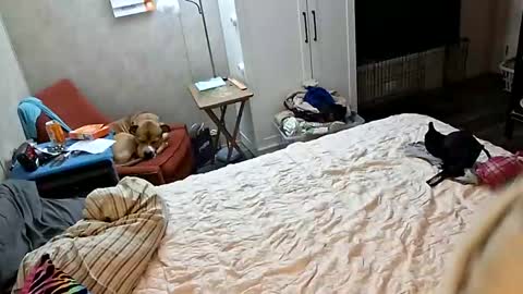 pinkdoglover007 online show from September 15, 5:27 am