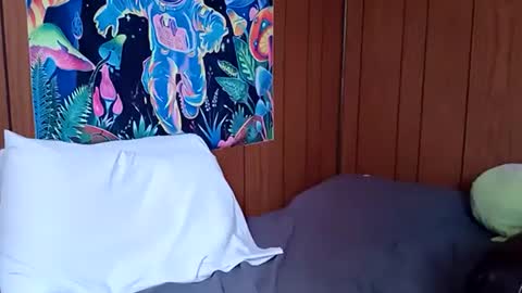 Scarlet online show from December 10, 6:49 pm