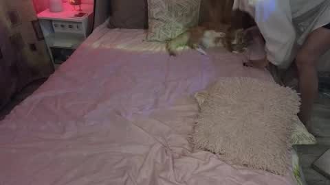 vivian_alison online show from November 30, 8:46 pm