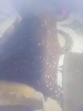 RAKHIFB online show from February 8, 1:37 pm