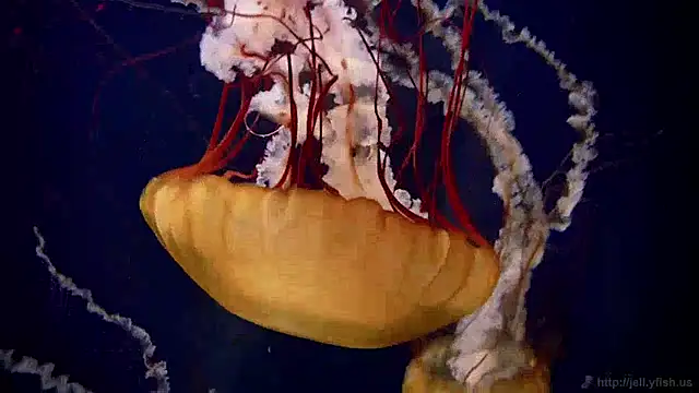 streamy test11 online show from April 17, 9:22 am