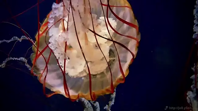 streamy test11 online show from March 23, 10:21 am