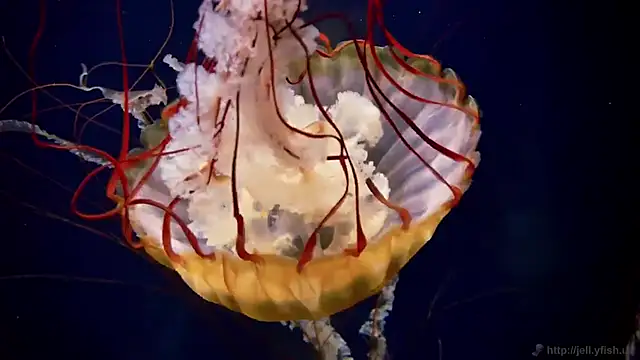 streamy test12 online show from October 9, 2:21 pm