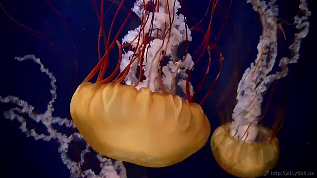 streamy test12 online show from February 2, 8:13 am