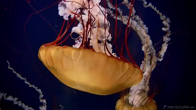 streamy test15 online show from November 17, 1:56 pm