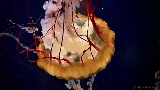 streamy test15 online show from May 18, 8:31 am