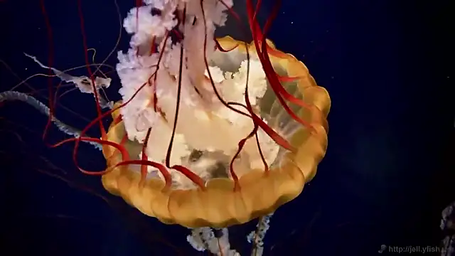 streamy test15 online show from December 22, 3:59 pm