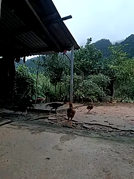 SexyQueen99 online show from November 4, 11:10 pm