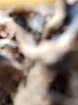 Gauri-Dhar online show from November 3, 10:19 am