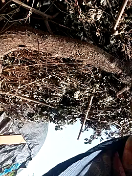 Pinky12A online show from November 4, 5:23 am