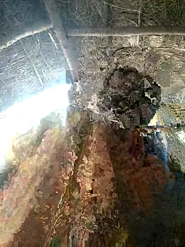 LUCKY cut online show from November 22, 3:09 am