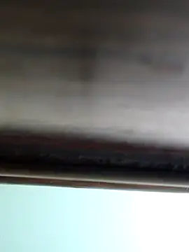 WildPayal online show from November 16, 8:27 am