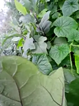 kemtuoi-sex online show from June 30, 10:15 am