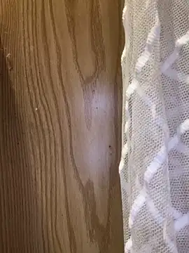 Tramy xx online show from October 13, 2:42 pm