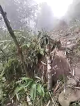 neko-nancy online show from February 8, 2:04 am