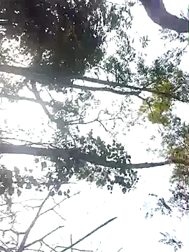 Manvi hote online show from February 5, 10:18 am