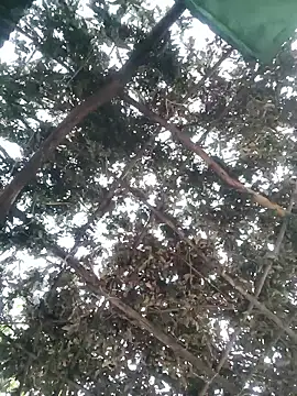 bhavna pandit online show from April 13, 12:23 am