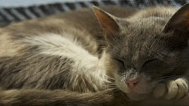 tattooed test online show from February 27, 8:03 am